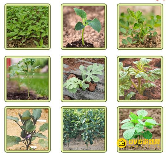 《解压找茬烧脑》第263关果蔬匹配怎么过-微信小游戏果蔬匹配把果蔬挪到对的菜苗位置通关图文攻略