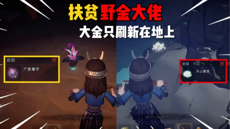 “扶贫野金大佬”大金只刷新在地上