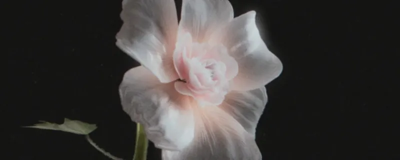 《月球任务》照片3内容与位置详解-苹果树照片位置分享