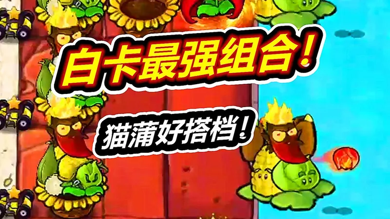最强的白卡组合！用到通关都没事！植物大战僵尸杂交版豆豆君