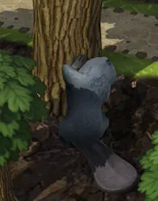 《海狸浮生记》树木详解