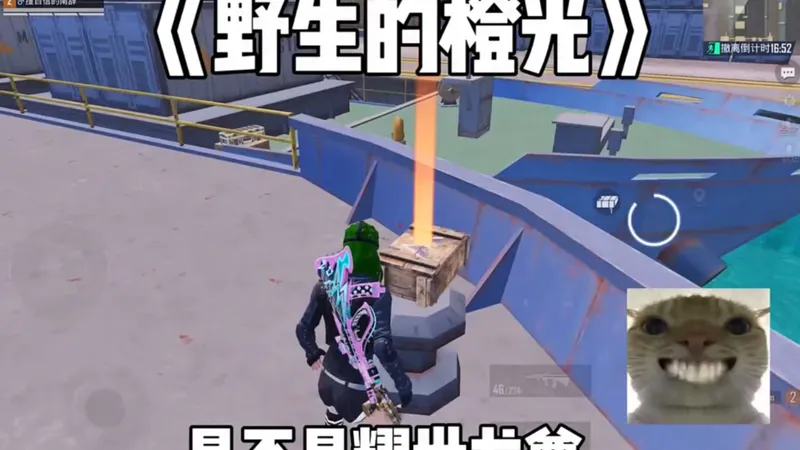 野生的橙光！