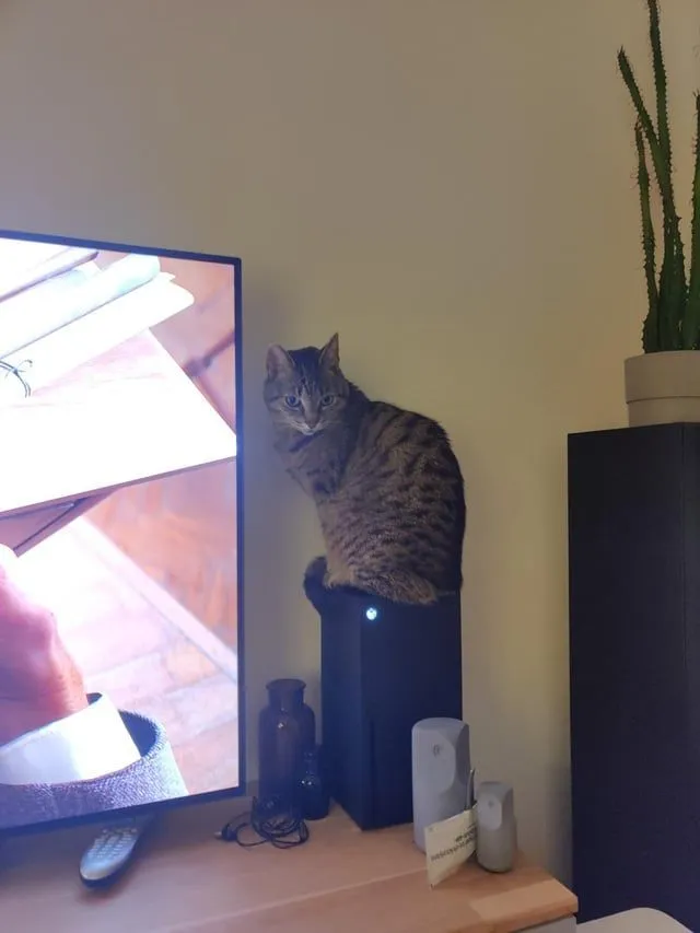 猫咪霸占主机散热孔怎么办-玩家用防尘罩巧妙解决