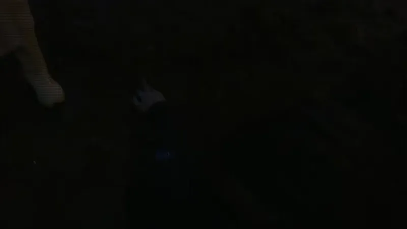 《金宵公寓事件》游戏特色内容介绍