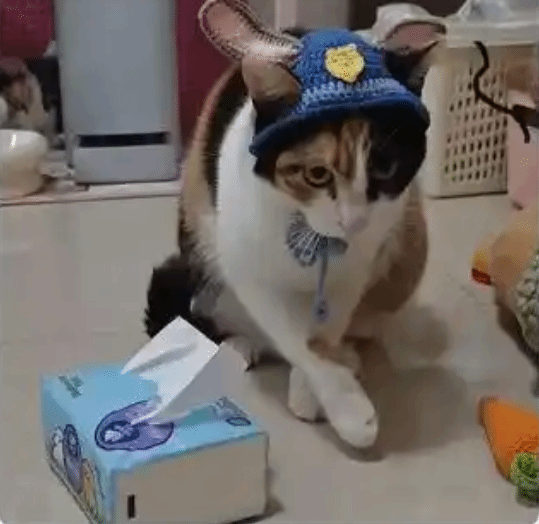 《萝卜纸巾猫》爆火现象解析-多地文旅账号积极接流量热潮