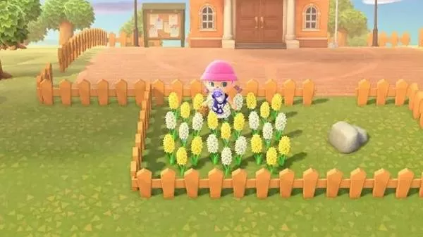 《动物森友会》金玫瑰怎样获得-金玫瑰杂交规律金玫瑰种子获得方法